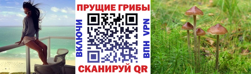 закладка  Кореновск  Галлюциногенные грибы мицелий 
